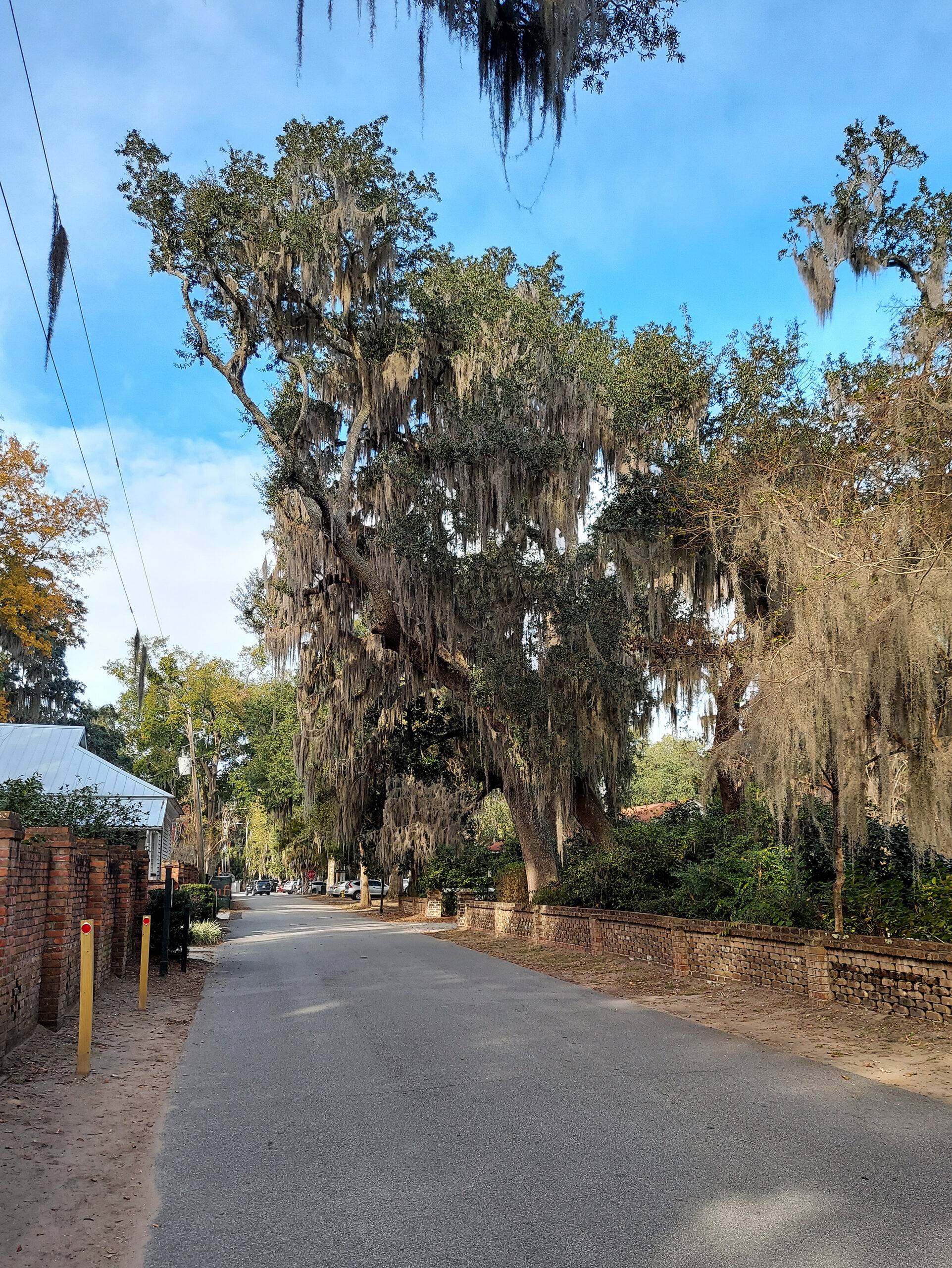 Street scene beneath live oaks in Bluffton, South Carolina